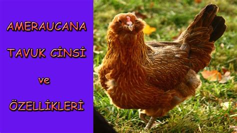 ameraucana tavuk özellikleri